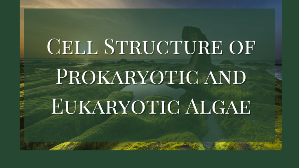 cell structure of algae
