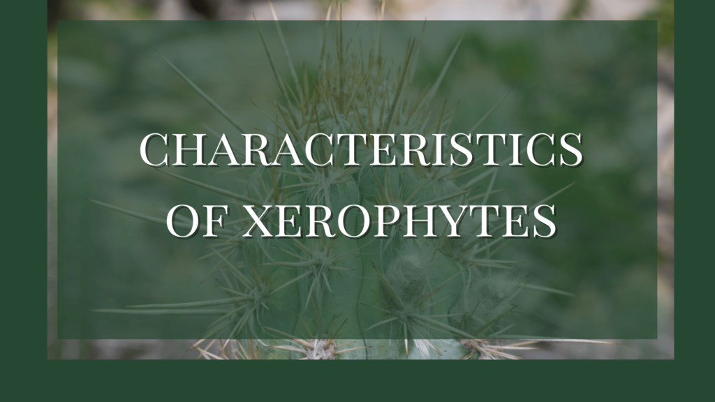 characteristics of xerophytes