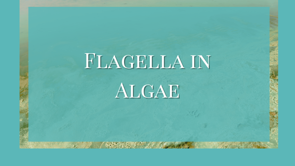 flagella in algae