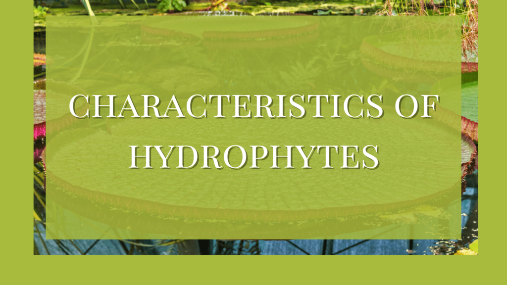 characteristics of hydrophytes