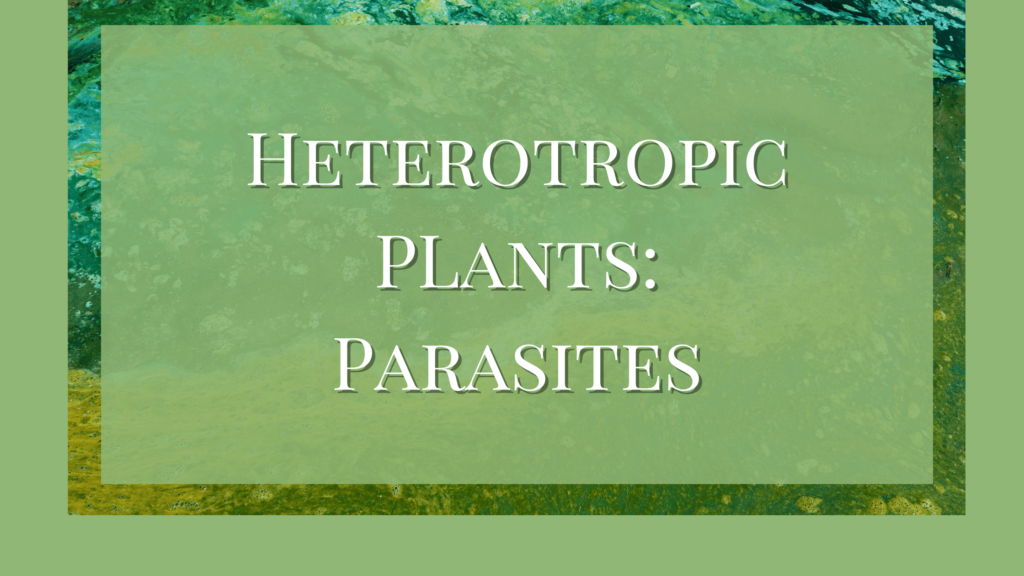 what are parasitic plants
