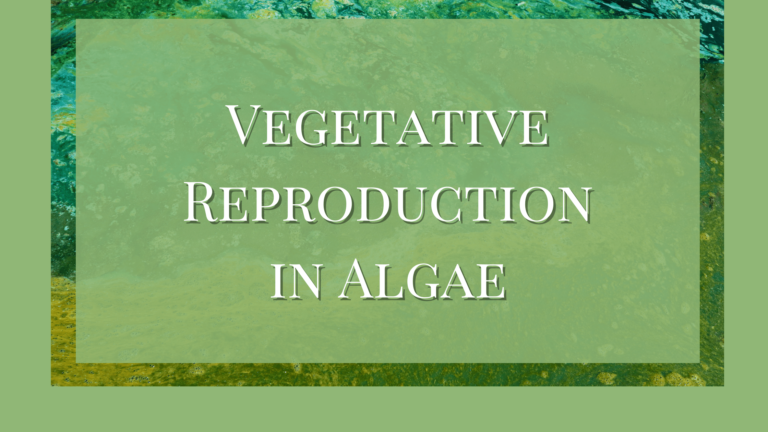 vegetative reproduction in algae