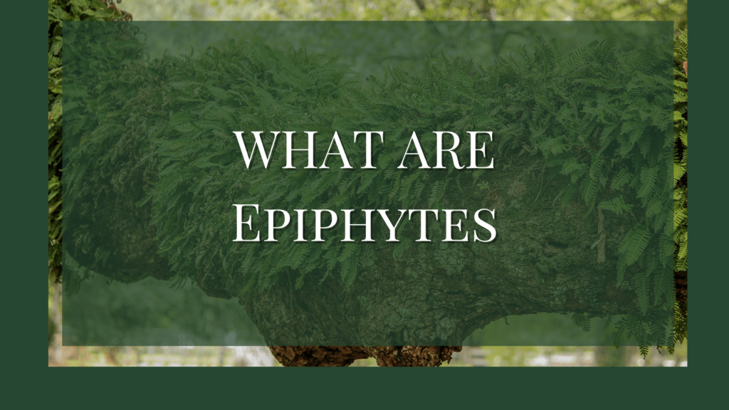what are epiphytes