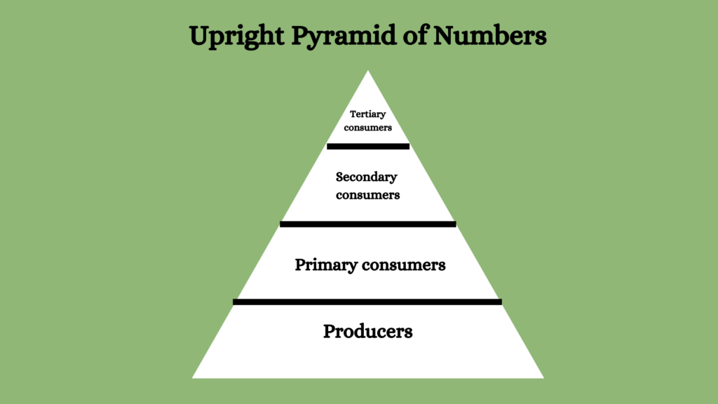 upright pyramid of number