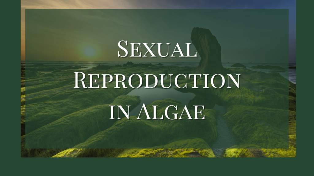 sexual reproduction in algae