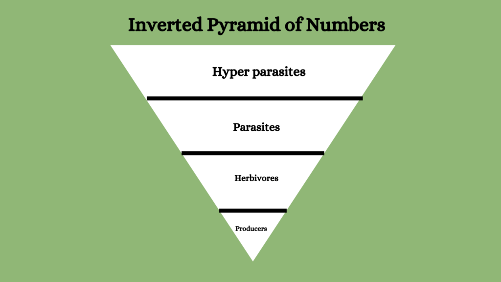 inverted pyramid of numbers