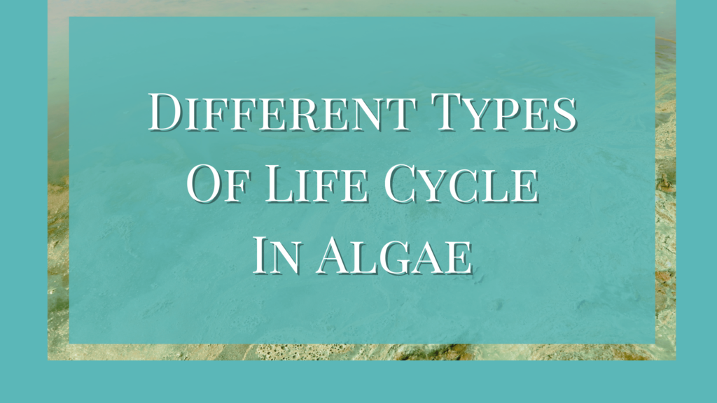 types of life cycle in algae