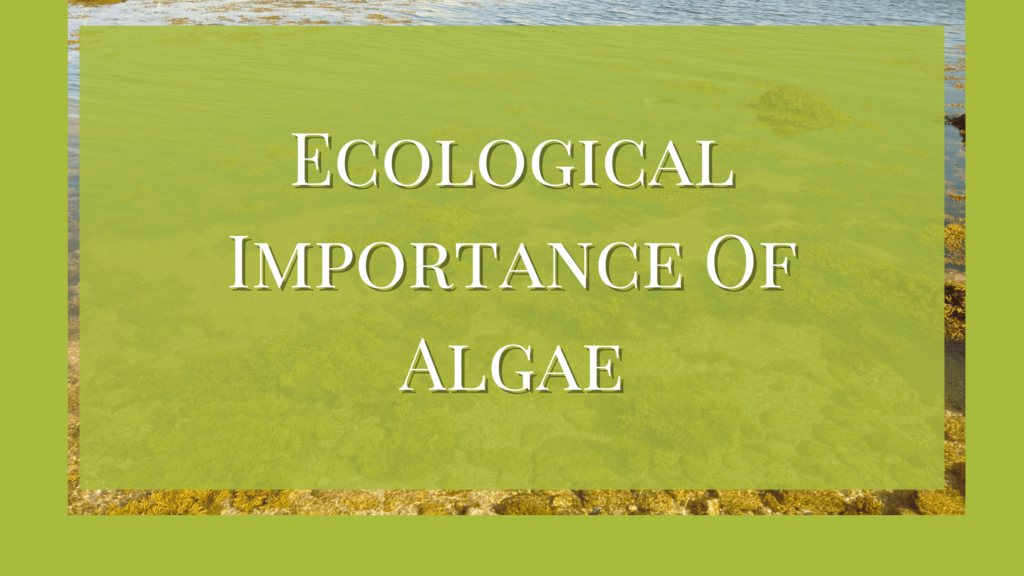 ecological importance of algae