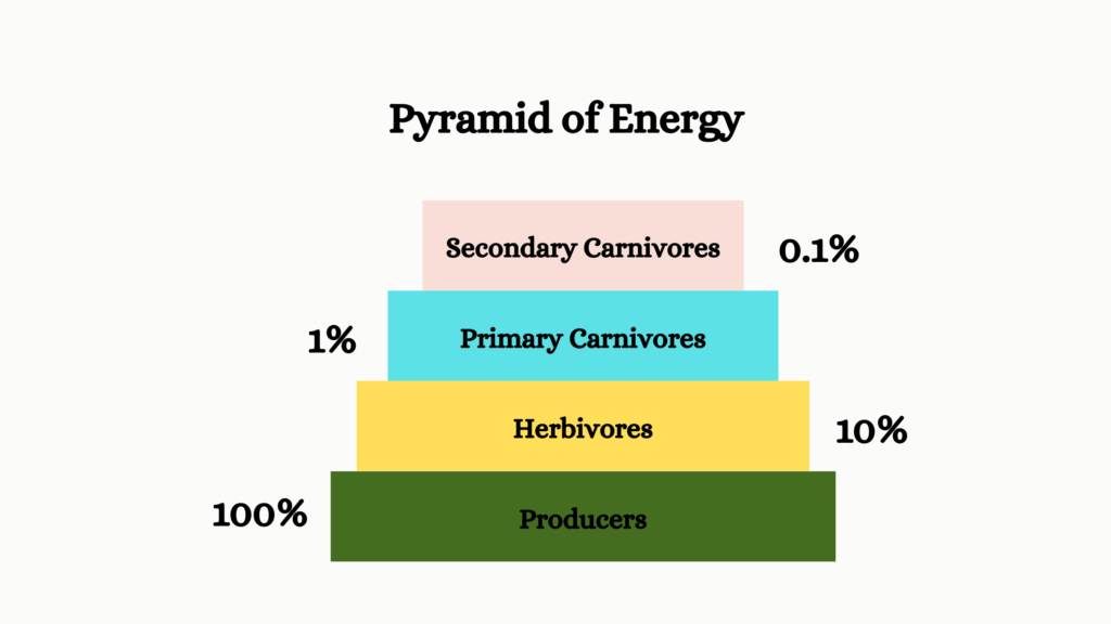 pyramid of energy
