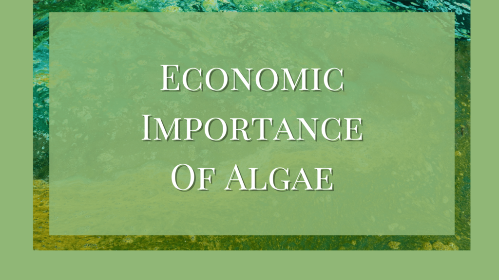 economic importance of algae