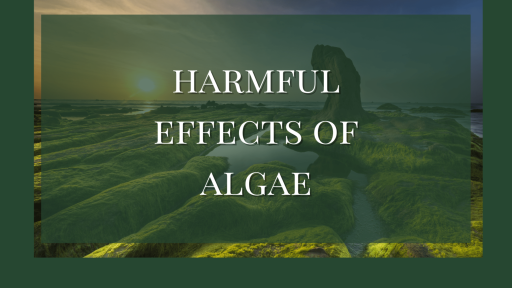 harmful effects of algae