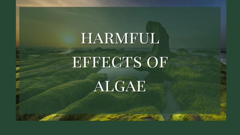 harmful effects of algae