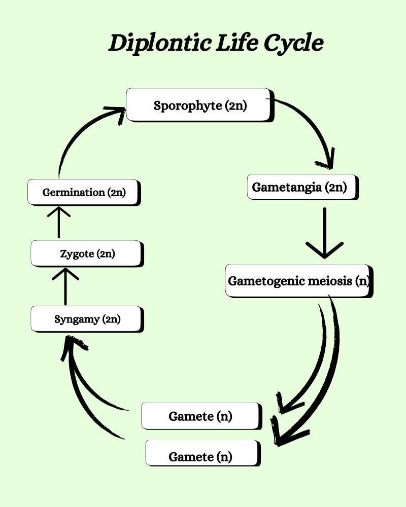 diplontic life cycle in algae