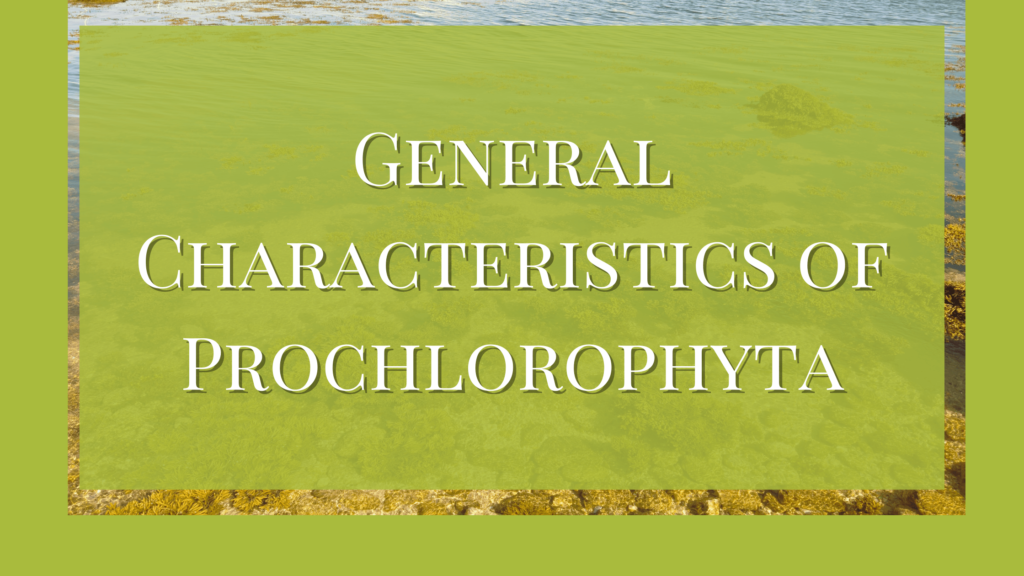general characteristics of prochlorophyta