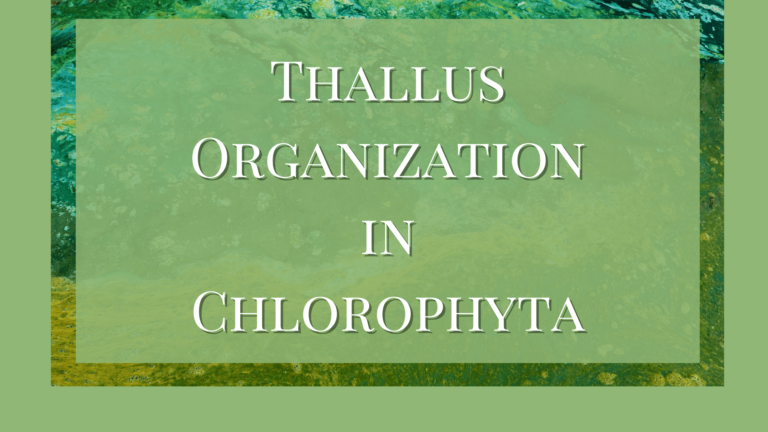 thallus organization in Chlorophyta