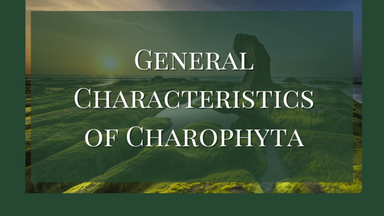 characteristics of Charophyta