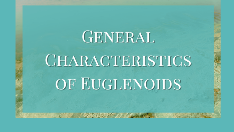 general characteristics of euglenoids