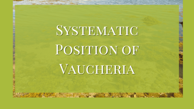 classification of Vaucheria