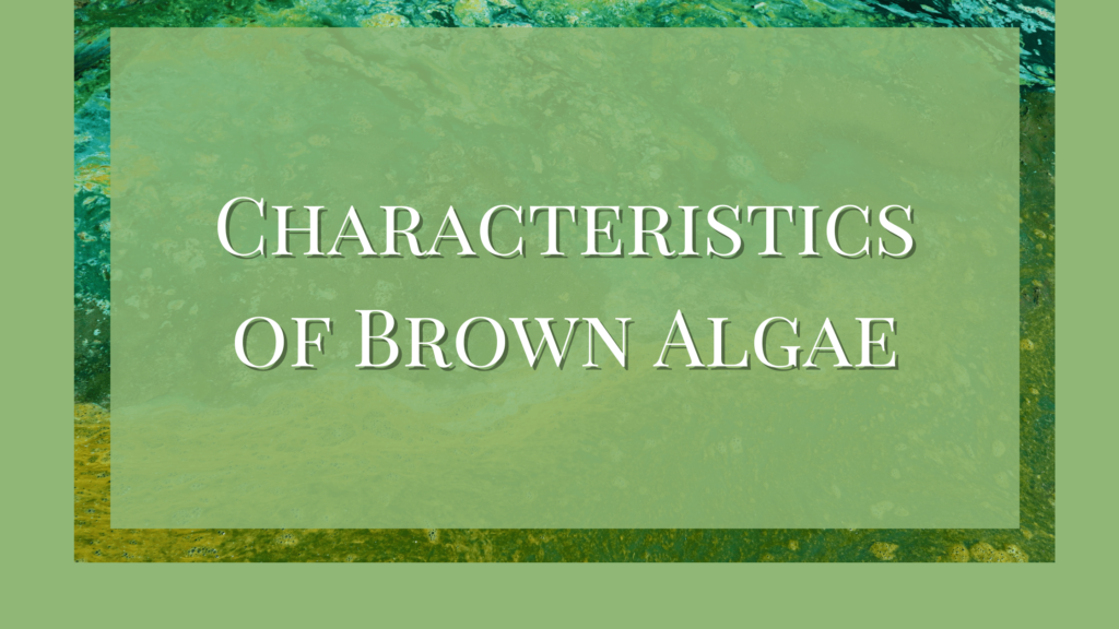 characteristics of brown algae