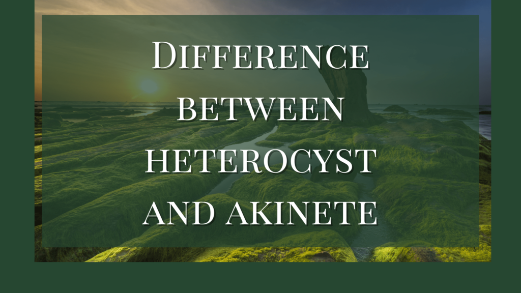 difference between heterocyst and akinete