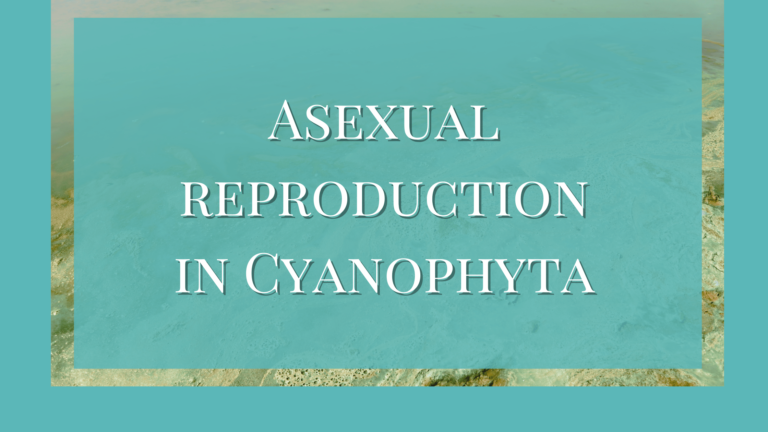 asexual reproduction in cyanophyta
