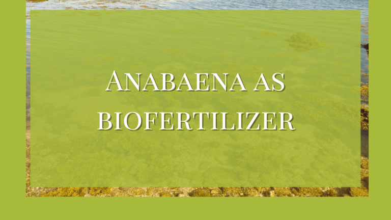anabaena as biofertilizer