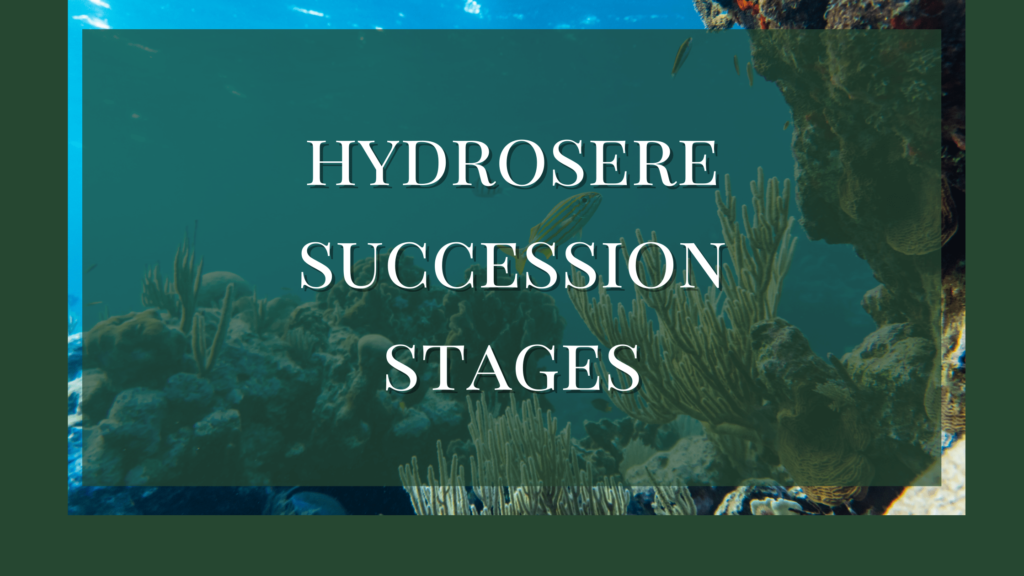hydrosere succession stages