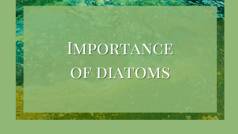 economic importance of diatoms