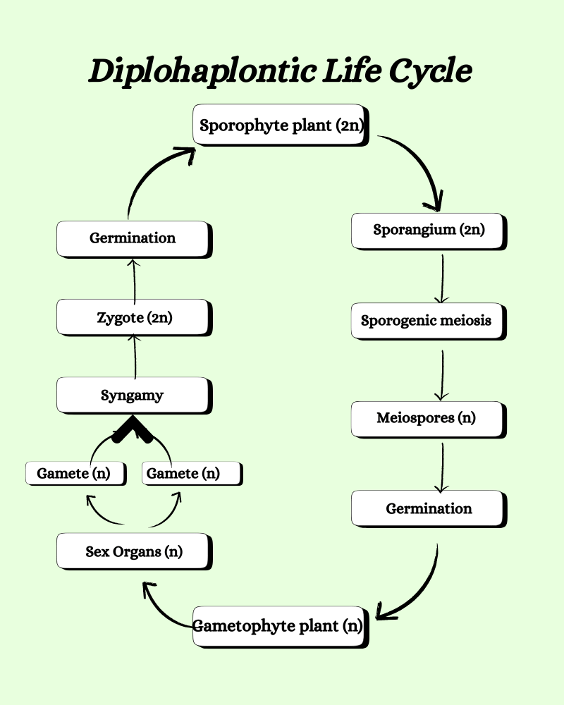 diplohaplontic life cycle