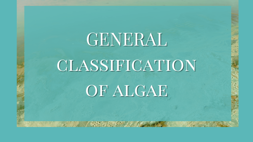 general classification of algae