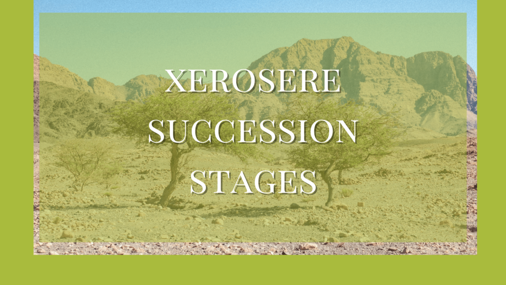 xerosere succession stages