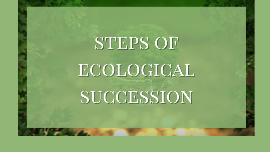 steps of ecological succession