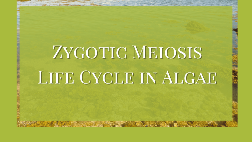 Zygotic Meiosis Life Cycle