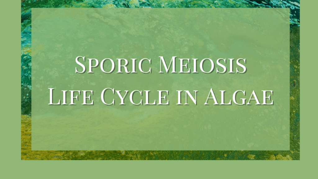 Sporic Meiosis Life Cycle in Algae