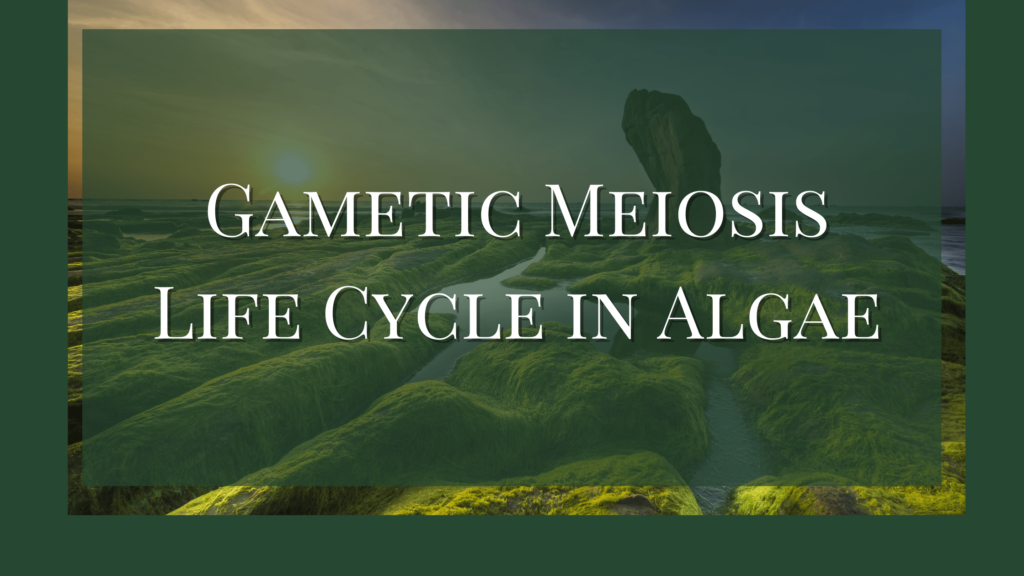 Gametic Meiosis Life Cycle in Algae