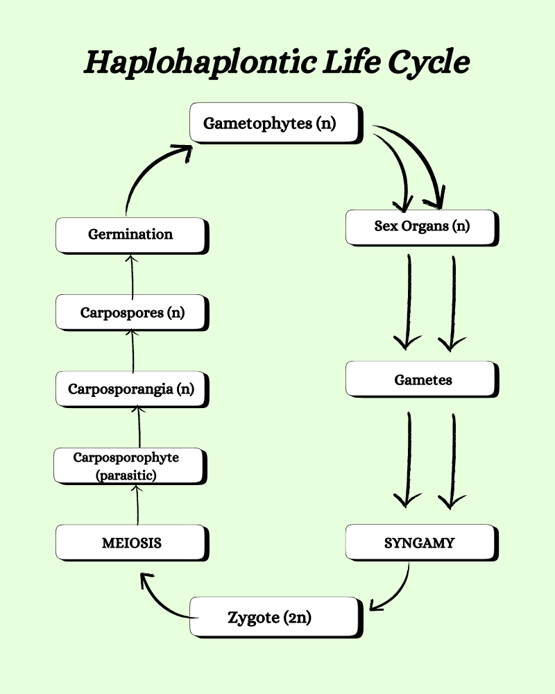 haplohaplontic life cycle in algae
