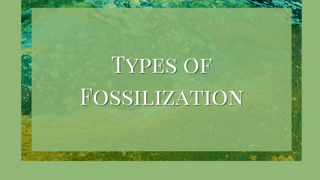types of fossilization