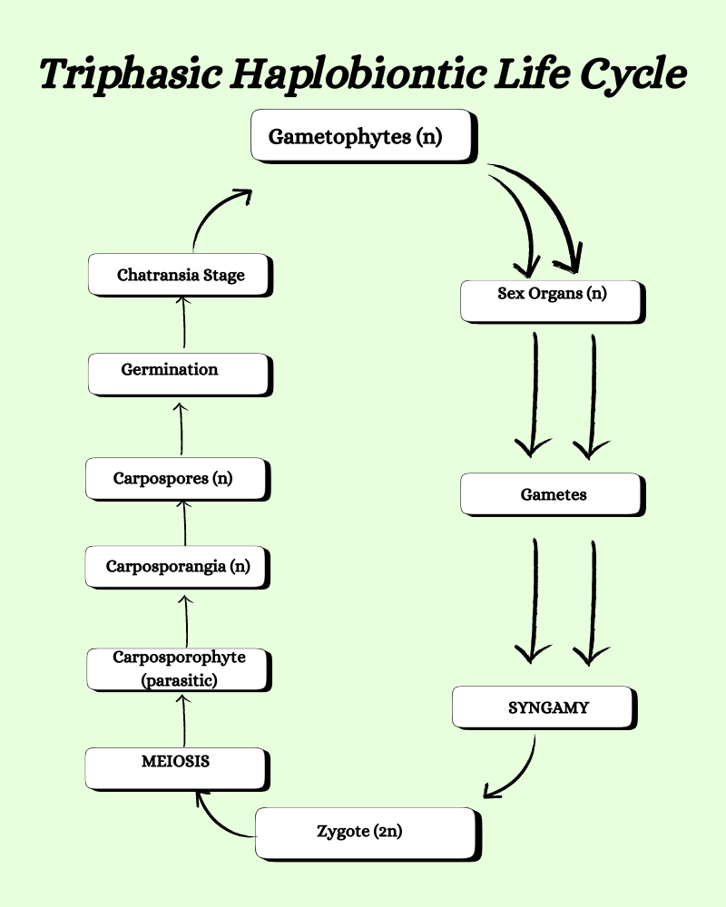 triphasic haplobiontic life cycle in algae
