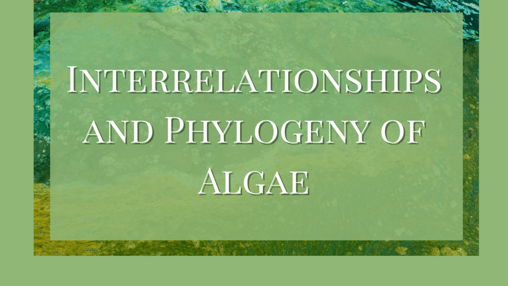 interrelationship and phylogeny of algae