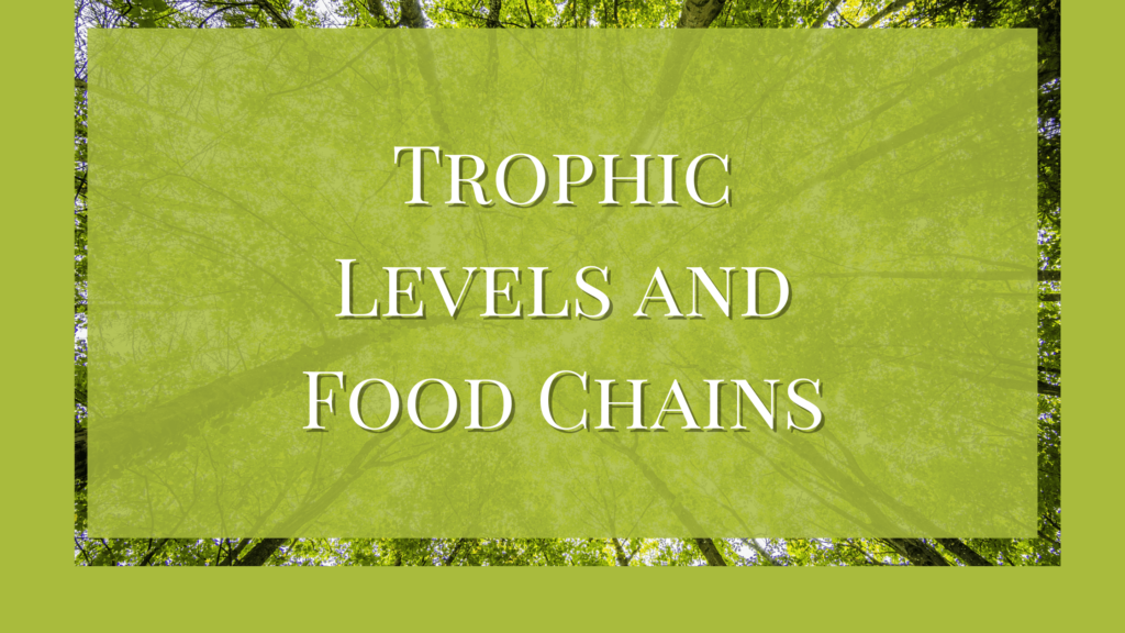 What are the Trophic Levels in a Food Chain