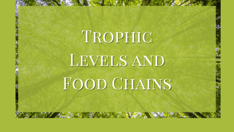 What are the Trophic Levels in a Food Chain
