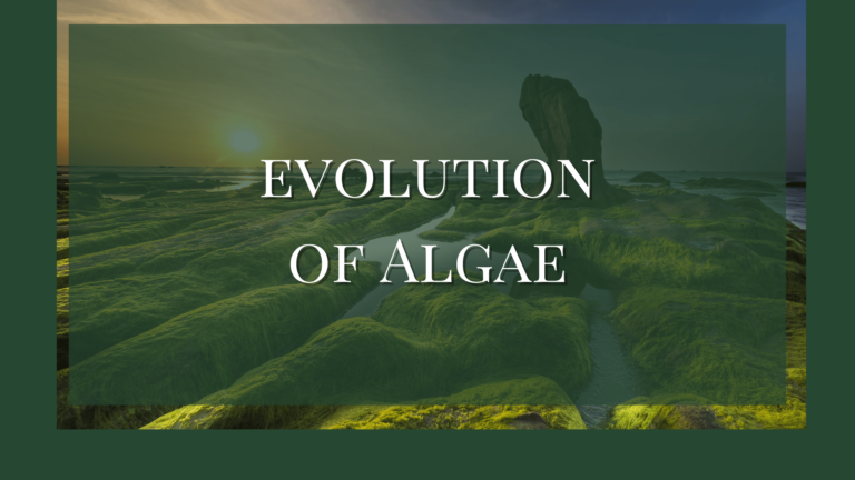 evolution of algae