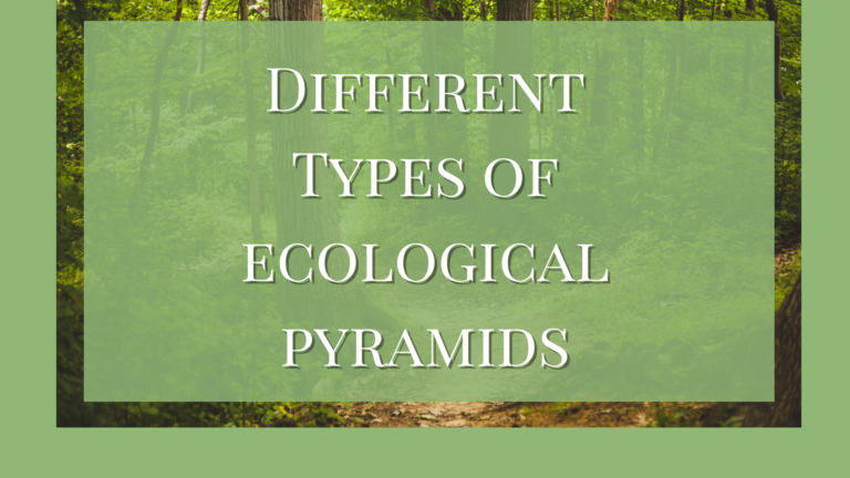 ecological pyramids and its types