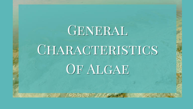 general characteristics of algae