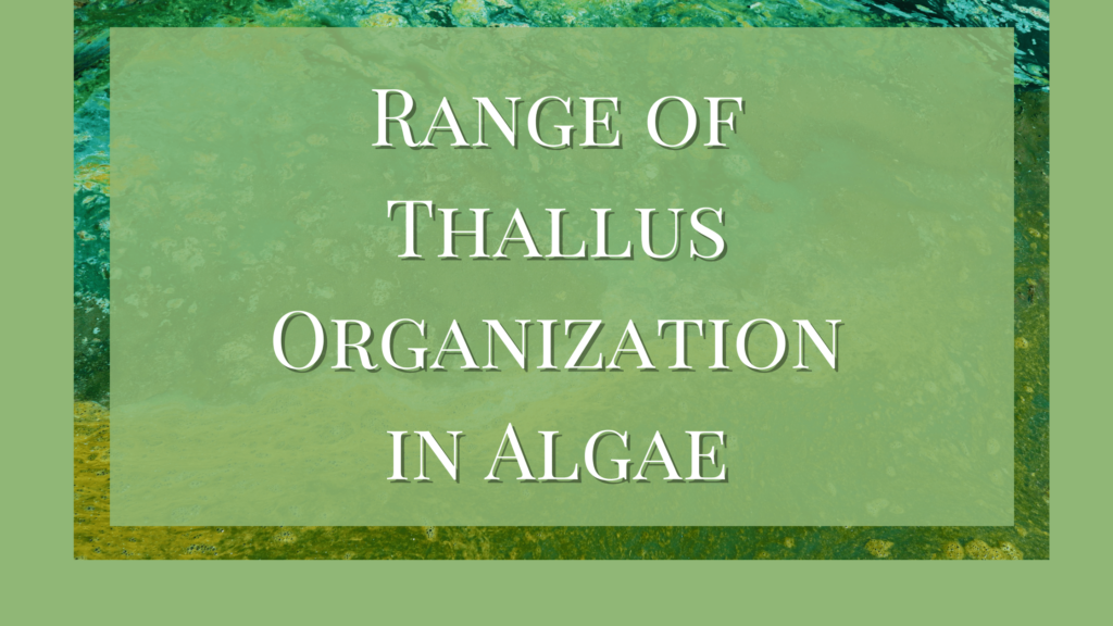 thallus organization in algae
