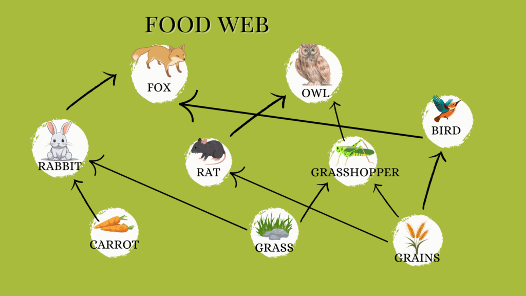 food web