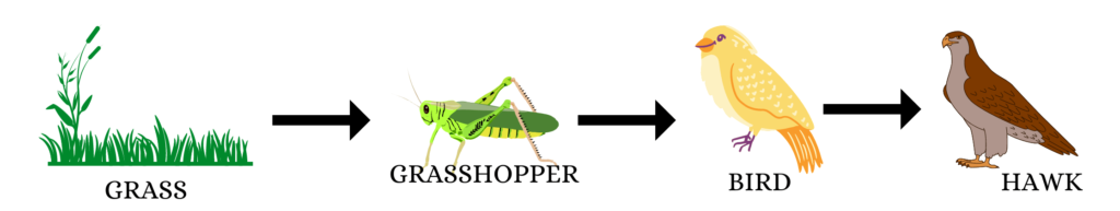 grazing food chain