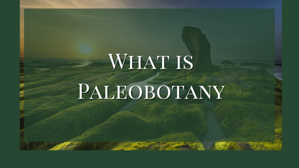 what is paleobotany