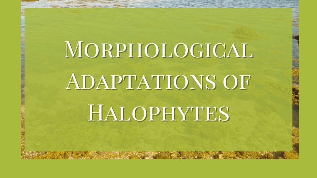 adaptations of halophytes