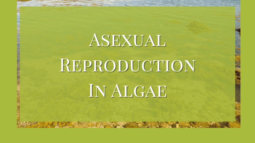 asexual reproduction in algae